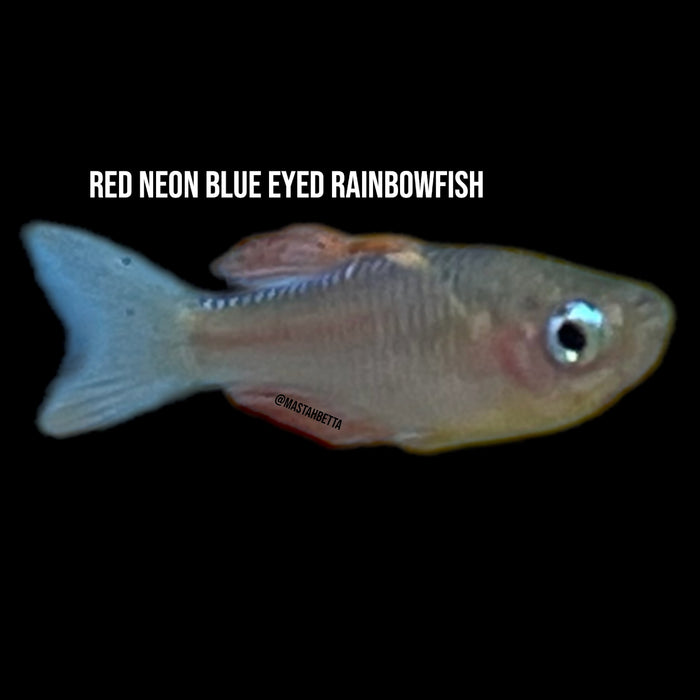 Red Neon Blue Eyed Rainbowfish