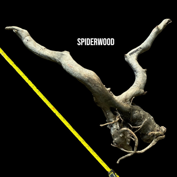 Large Spiderwood #3