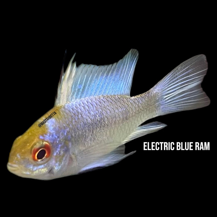 Electric Blue Ram