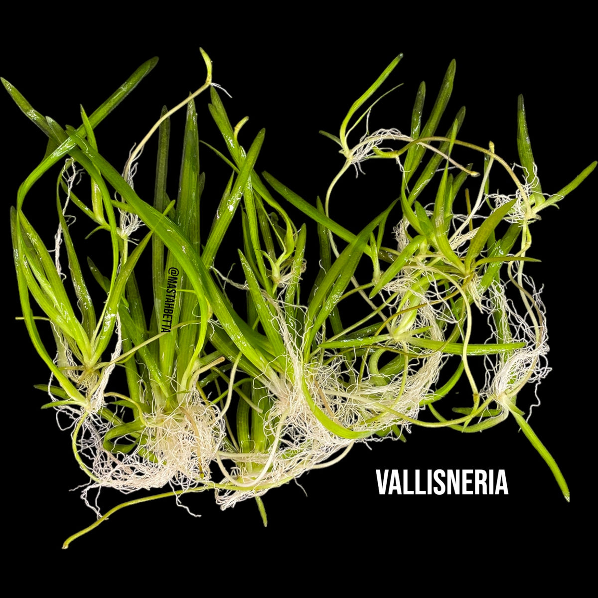 Jungle Vallisneria — Mastah Betta