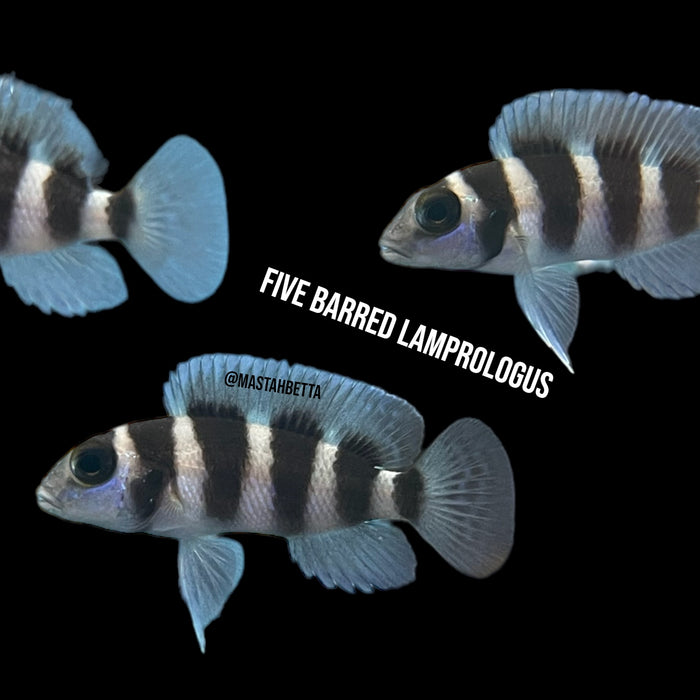 Five Barred Lamprologus