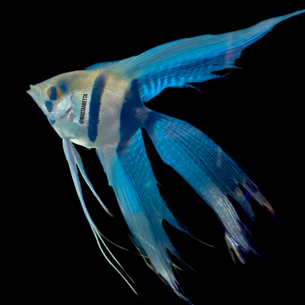 Freshwater Angelfish Petsmart Fish Near Me Angel Fish Big Each