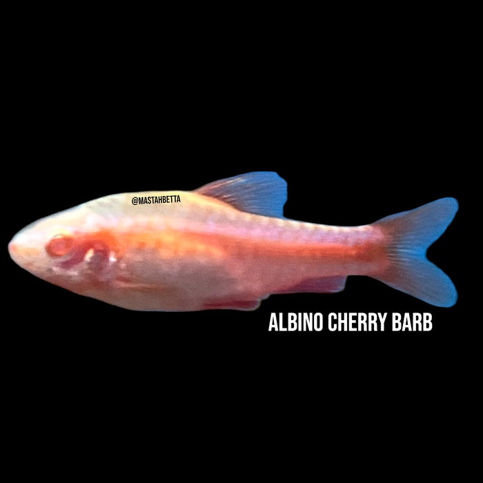 Albino Cherry Barb