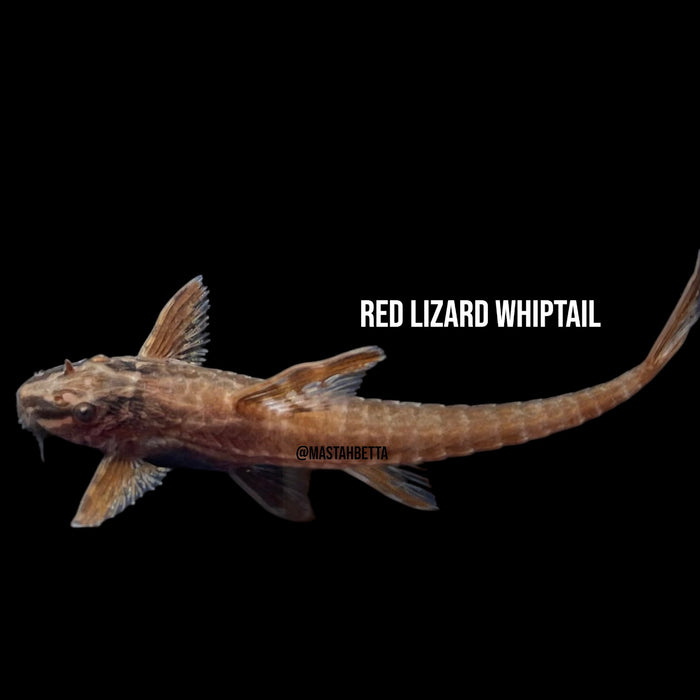 Red Lizard Whiptail
