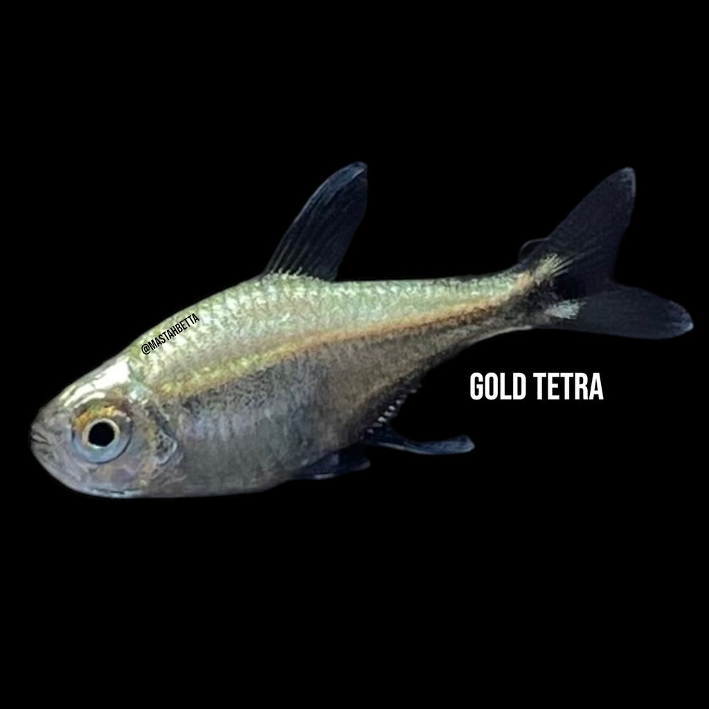 Gold hotsell tetra fish