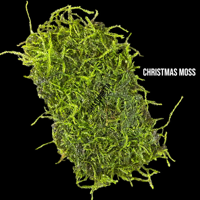 Christmas Moss
