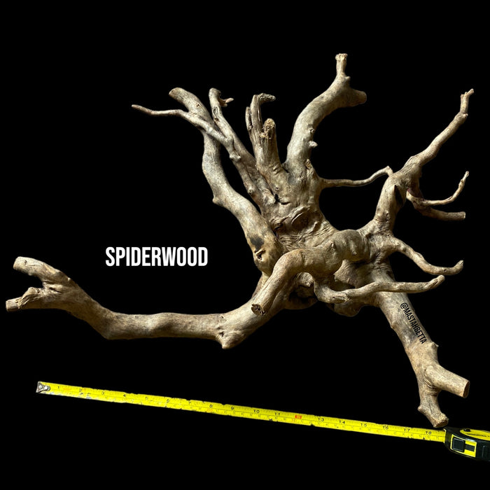 Large Spiderwood #2