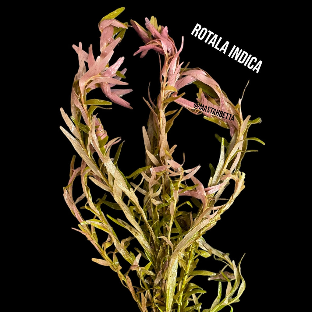 orchid plant soil Orchid Potting Mix main image 0