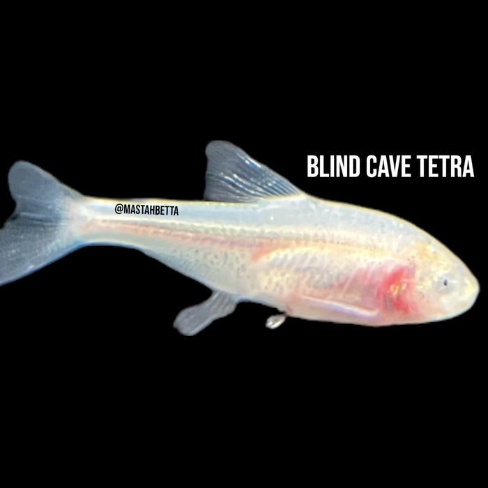 Blind Cave Tetra