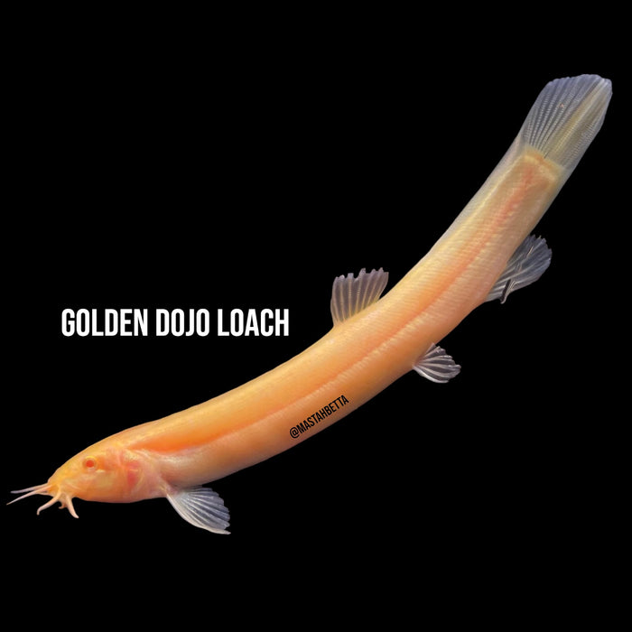 Golden Dojo Loach