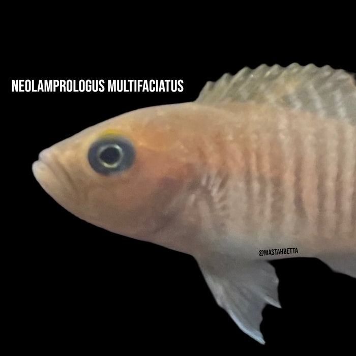 Neolamprologus Multifaciatus