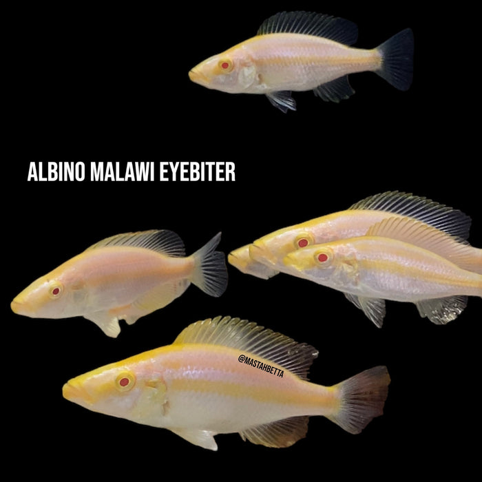 Albino Malawi Eyebiter
