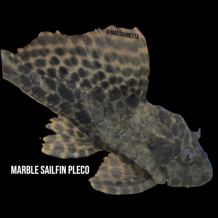 Marble Sailfin Pleco