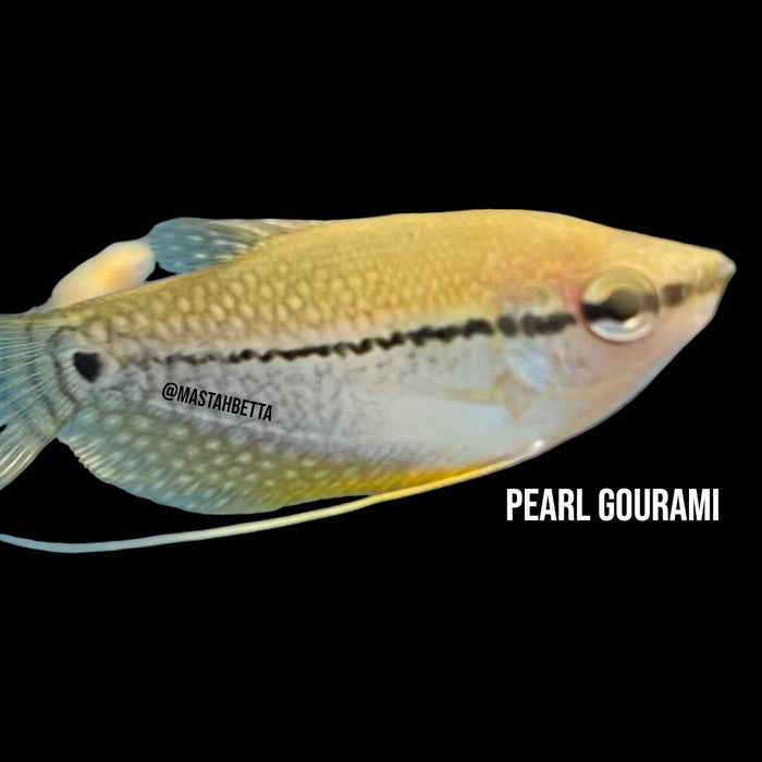 Pearl Gourami