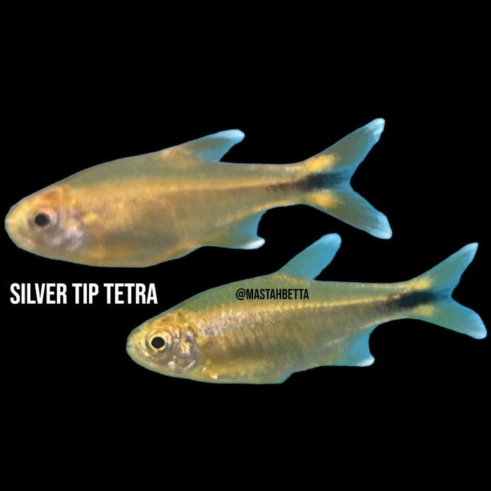 Silver Tip Tetra