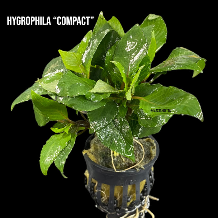 Hygrophila “Compact”