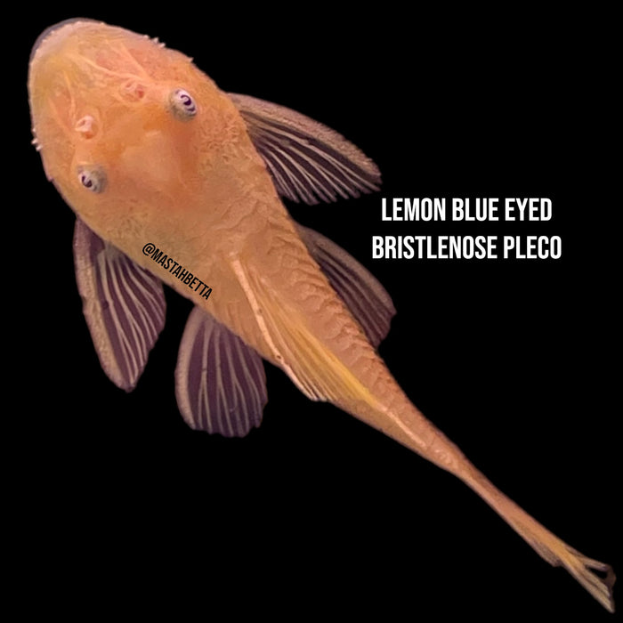 Lemon Blue Eye Bristlenose Pleco