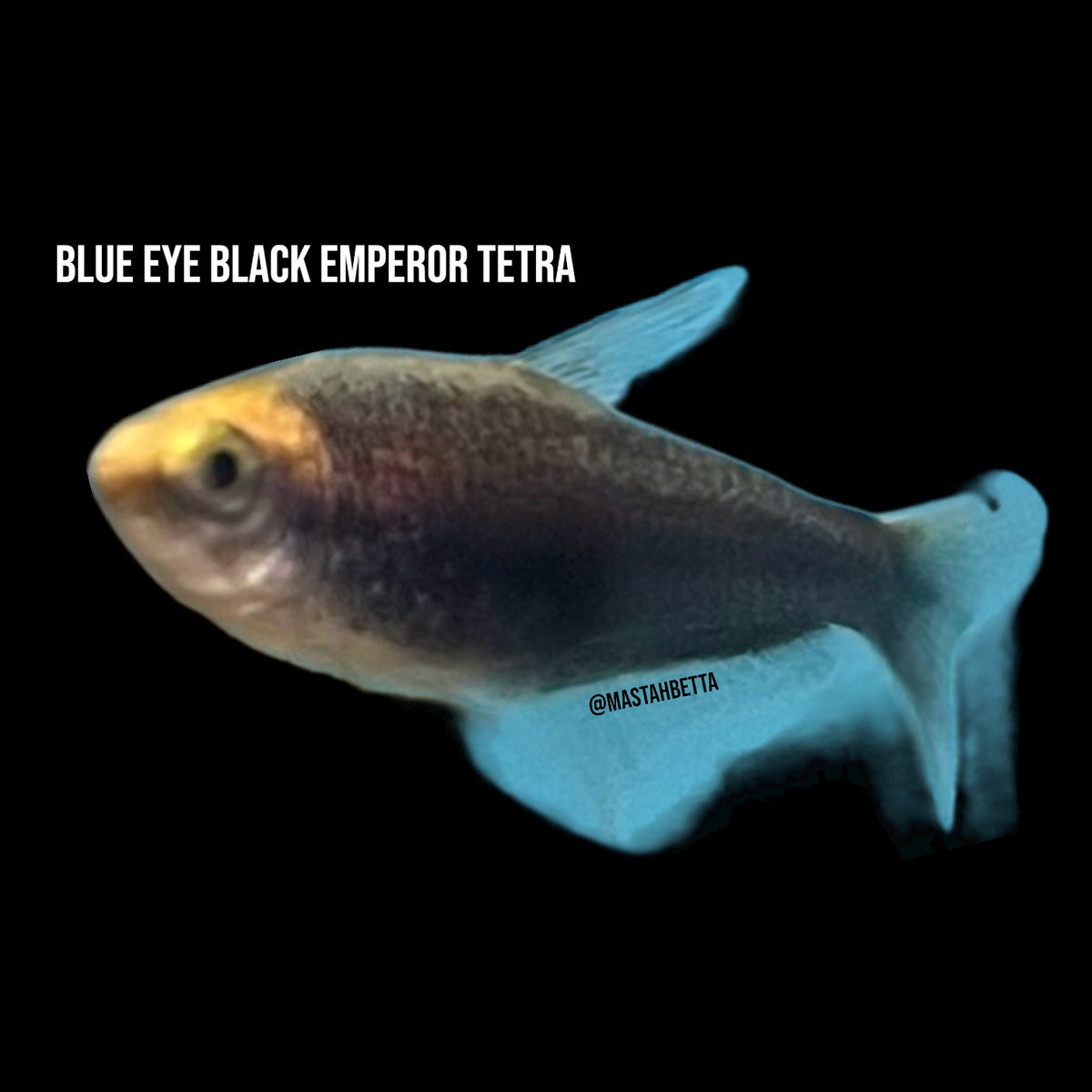 Blue Eye Black Emperor Tetra — Mastah Betta