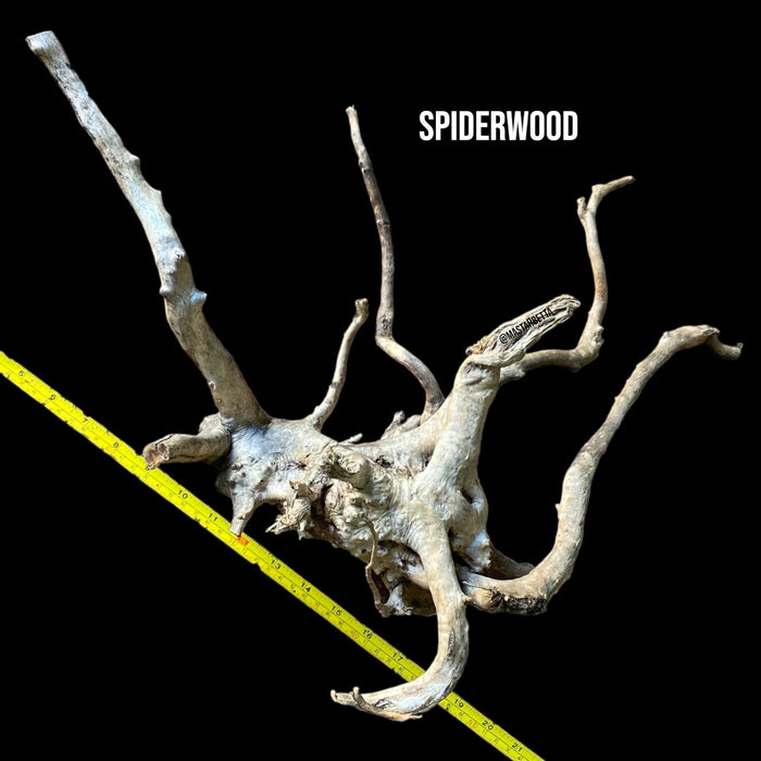 Large Spiderwood #5