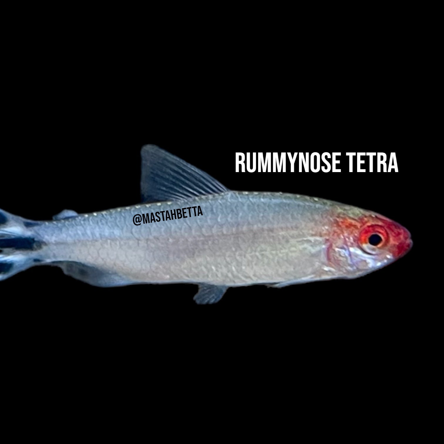 MastahBetta Fish Shop - Hawaii’s Largest Aquarium Fish Selection ...