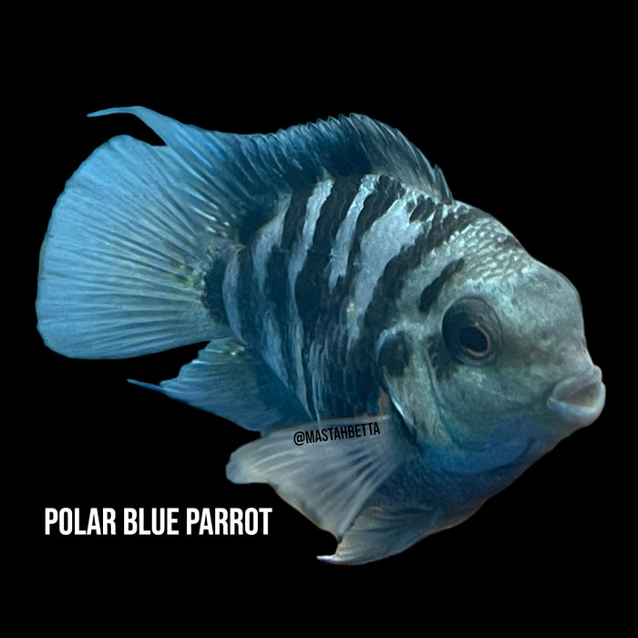 Polar Blue Parrot — Mastah Betta