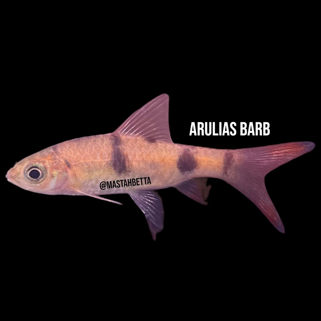 Arulius Barb — Mastah Betta