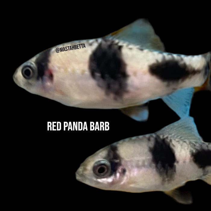 Red Panda Barb
