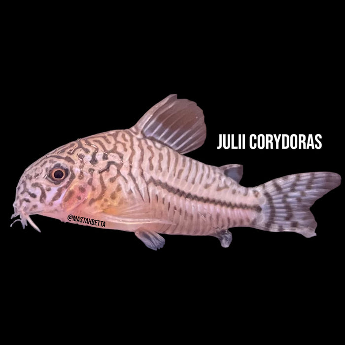 Julii Corydoras