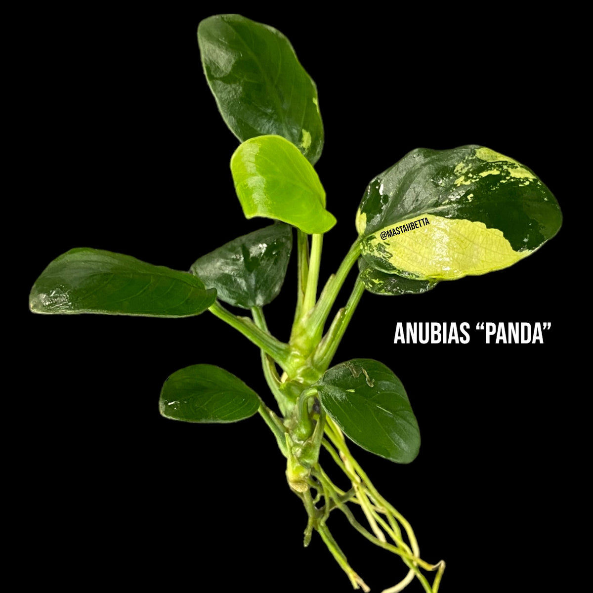 Anubias “Panda” — Mastah Betta