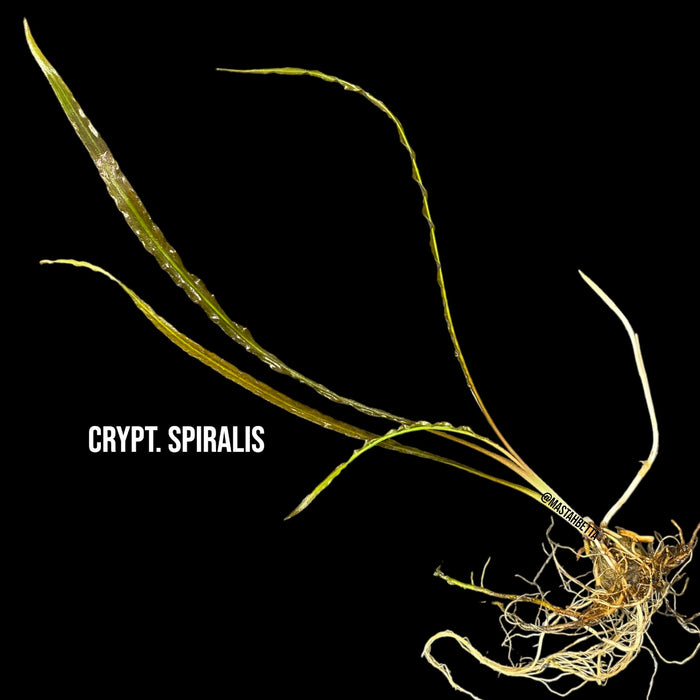 Crypt. Spiralis