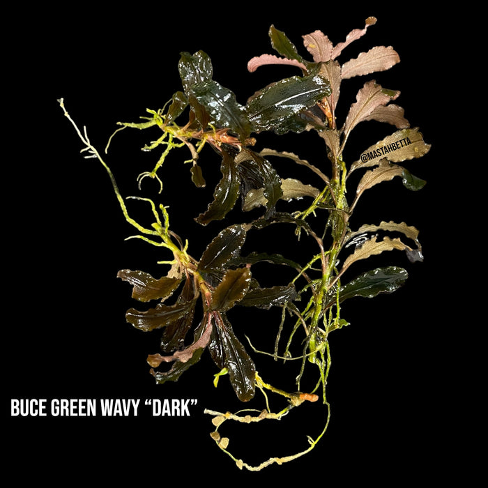 Bucephalandra Green Wavy “Dark”