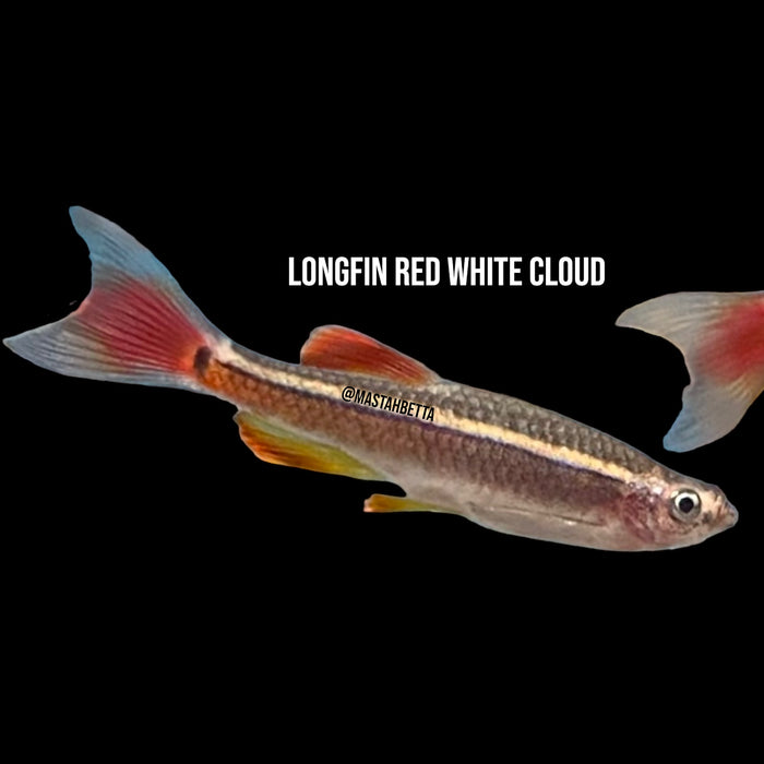 Longfin Red White Cloud Minnow