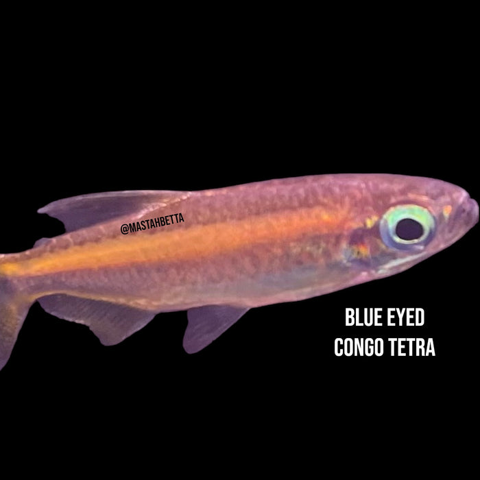 Blue Eyed Congo Tetra